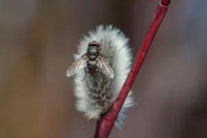 Willow Prints: First sleepy fly on fluffy pussy willow branches macro photography