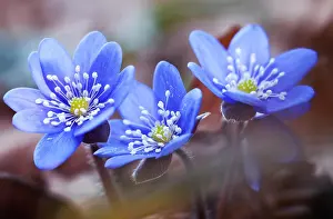 Lithuania Prints: First spring flowers blue hepatica or snowdrop in it's natural background