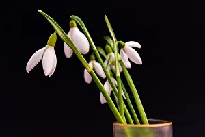Sells Prints: First spring flowers snowdrops bouquet. Isolated on black