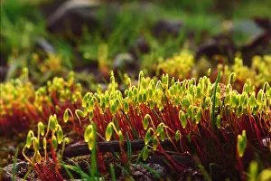Awakening Prints: First sprouts of Spring, nature awakening. Bright spring nature photography
