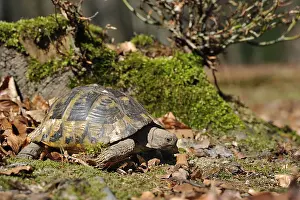Wake Prints: First walk of a female Hermann's tortoise (Testudo hermanni boettgeri) just waking up from hibernation at spring