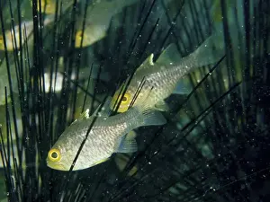 Diving Location Prints: Two fish, bannerfin cardinalfish (Ostorhinchus hoevenii)
