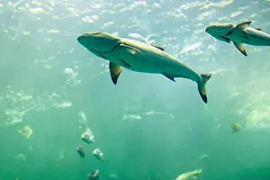 Fishbowl Prints: fish for big fish tank in the tank