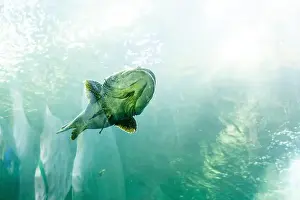 Fishbowl Prints: fish for big fish tank in the tank