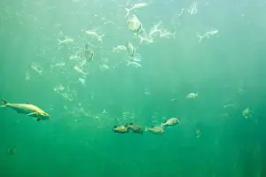 Fishbowl Prints: fish for big fish tank in the tank