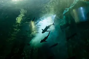 Fishbowl Prints: fish for big fish tank in the tank