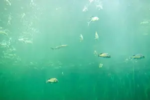 Fishbowl Prints: fish for big fish tank in the tank