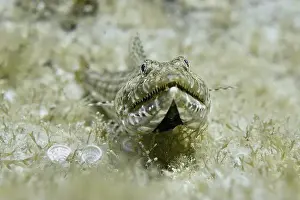 Lies Prints: A fish with camouflage pattern
