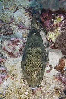 Camouflages Prints: Fish with camouflage pattern, giant pufferfish (Arothron stellatus)