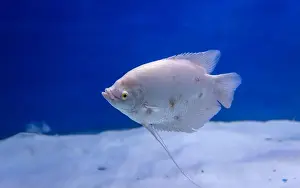 Underwater Diving Prints: fish in clear blue water from different angle