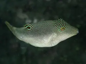 Tetraodontidae Prints: A fish with a conspicuous line and dot pattern