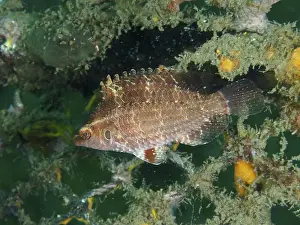 Bays Prints: A fish with detailed scales, Lembeh dwarf wrasse (Pteragogus cryptus)