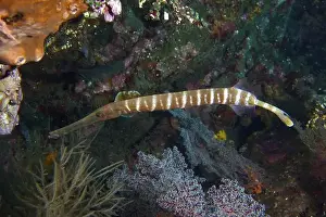 Gliding Prints: A fish with an elongated body and stripes