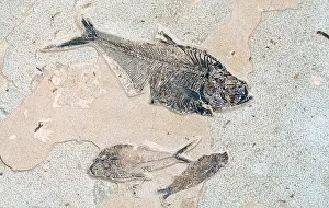 Evidence Prints: Fish Fossils Dyplomystus dentatus