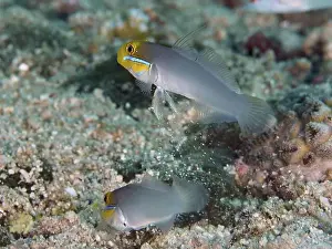 Moves Prints: Two fish, golden-fronted sleeper goby (Valenciennea strigata)
