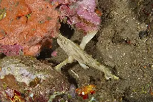 Camouflaging Prints: A fish with a good camouflage, rocking fish (Taenianotus triacanthus)