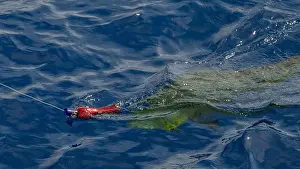 Bait Prints: A fish holding a fishing rod underwater, pulled by the current