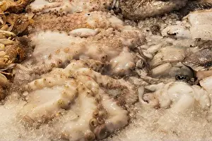 Tentacle Prints: fish market with many different fresh fishes