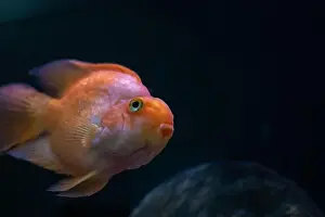Breathe Prints: A fish that has a notably large nose is looking directly at the camera with its big eyes