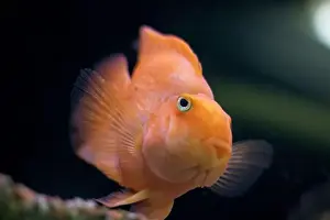 Breathe Prints: A fish that has a notably large nose is looking directly at the camera with its big eyes