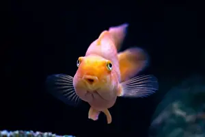 Breathe Prints: A fish that has a notably large nose is looking directly at the camera with its big eyes