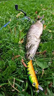 Bait Prints: Fish pike caught on lure and fishing rod in Corrib river at Galway