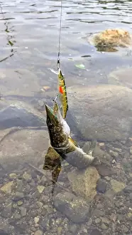 Bait Prints: Fish pike caught on lure and fishing rod in Corrib river at Galway