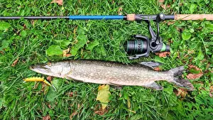 Bait Prints: Fish pike caught on lure and fishing rod in Corrib river at Galway