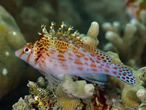Diving Locations Prints: Fish with red spots, Dwarf Hawkfish (Cirrhitichthys falco)