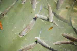 Calmness Prints: Fish in the river of les Marines in Denia