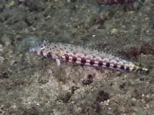 Sea Bottom Prints: A fish, sand perch (Parapercis bimacula)