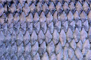 Fresh Water Prints: Fish scales of a lake whitefish as an extreme close-up