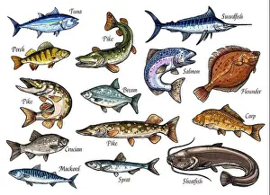 Crucian Prints: Fish sketches of sea, ocean and river animal for seafood and fishing sport design