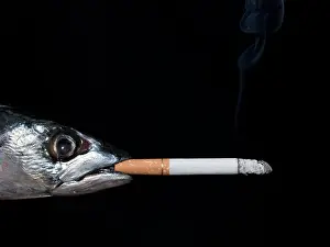 Cigarette Prints: A fish smoking a cigarette on black background