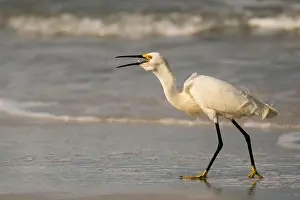 Egret Prints: Fish Supper