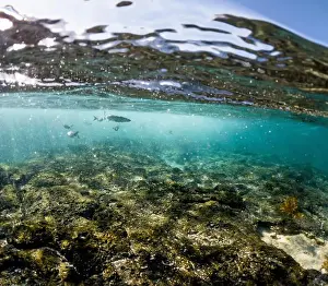 Water Sport Prints: Fish swim in the clear, sunlit waters near the rocky seabed