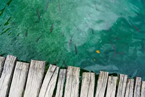 Greenish Prints: Many fish swim in the greenish clear water next to a wooden boardwalk