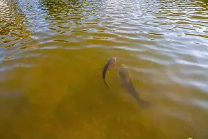 Cyprinus Carpio Prints: Two fish swim in murky water, their forms partially visible beneath the surface