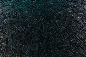 Fish swim in the Sea of the Philippines