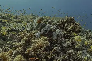 Palawan Prints: Fish swim in the Sea of the Philippines