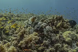 Palawan Prints: Fish swim in the Sea of the Philippines