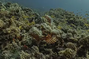 Palawan Prints: Fish swim in the Sea of the Philippines