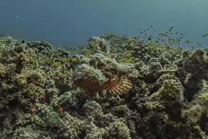 Palawan Prints: Fish swim in the Sea of the Philippines
