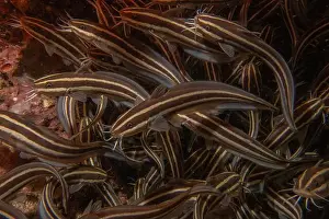 Palawan Prints: Fish swim in the Sea of the Philippines