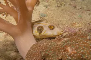 Palawan Prints: Fish swim in the Sea of the Philippines