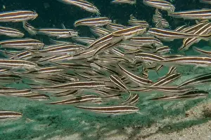 Palawan Prints: Fish swim in the Sea of the Philippines