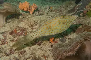 Palawan Prints: Fish swim in the Sea of the Philippines