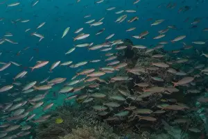 Palawan Prints: Fish swim in the Sea of the Philippines
