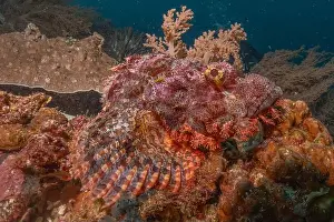 Palawan Prints: Fish swim in the Sea of the Philippines