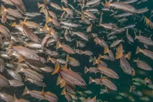 Palawan Prints: Fish swim in the Sea of the Philippines